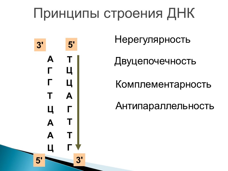 Принципы строения ДНК А Г Г Т Ц А А Ц Нерегулярность Двуцепочечность Ц